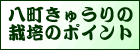 八町きゅうりの栽培のポイント